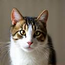 Gatta di nome Cleo