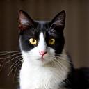 Gatto di nome Minou