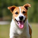 Cane di nome Rocco